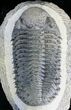 Gorgeous Spiny Drotops Armatus Trilobite - #24770-3